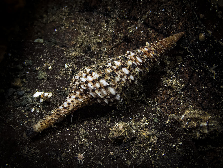 Turris babylonia